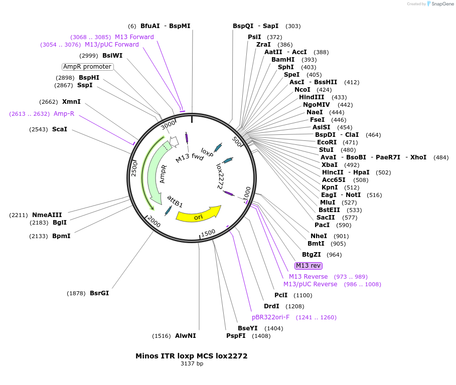 218983-plasmid-map-sequence-id-436166