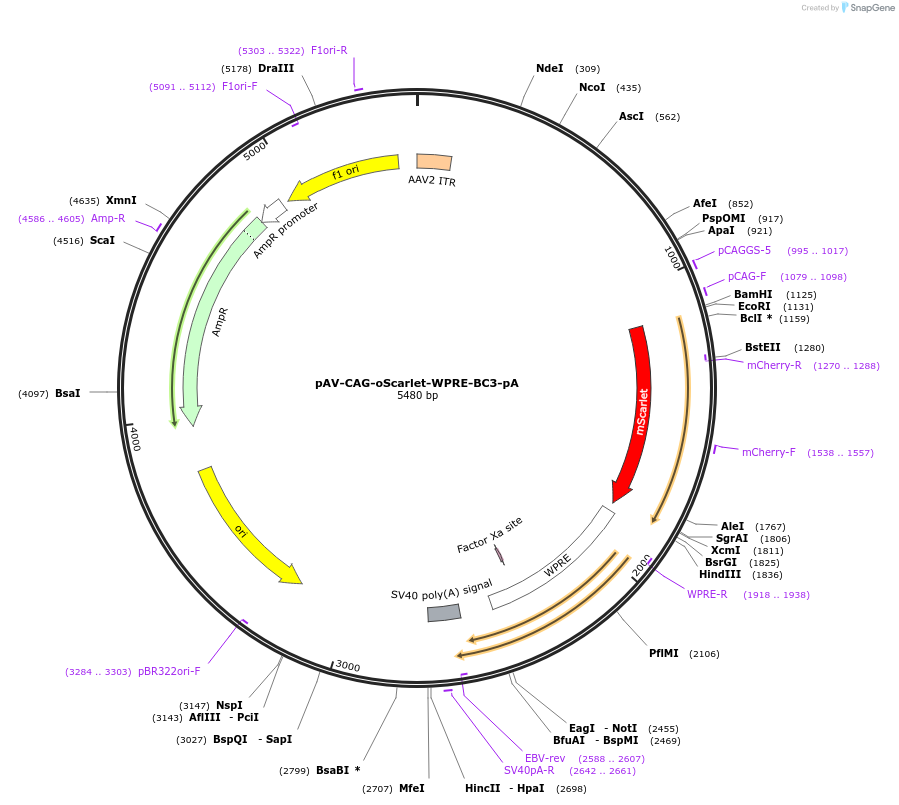 220767-plasmid-map-sequence-id-436178