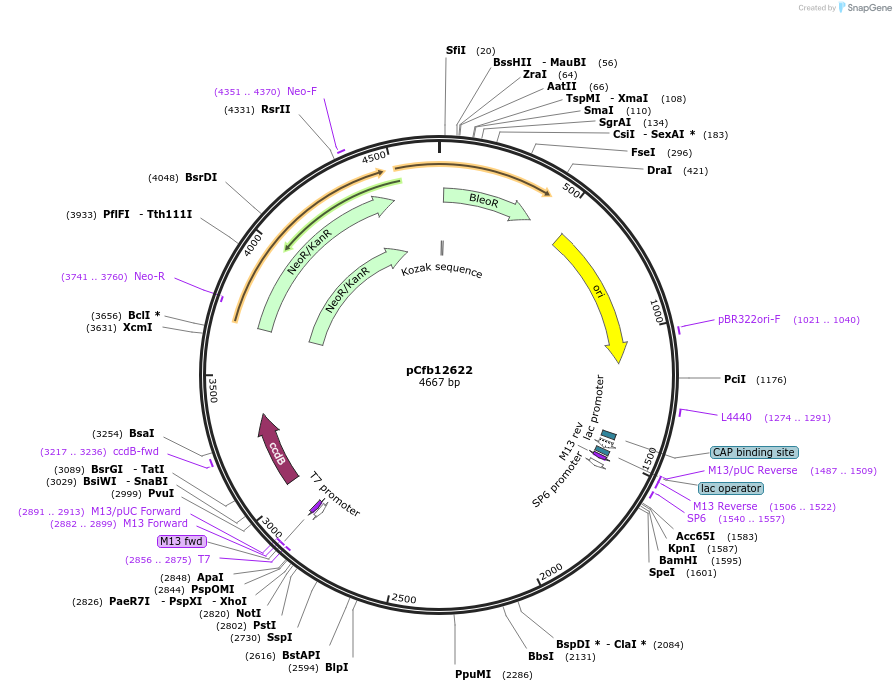219929-plasmid-map-sequence-id-436186