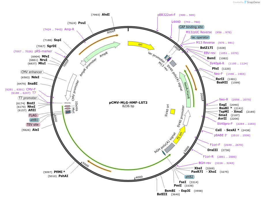 220786-plasmid-map-sequence-id-436191