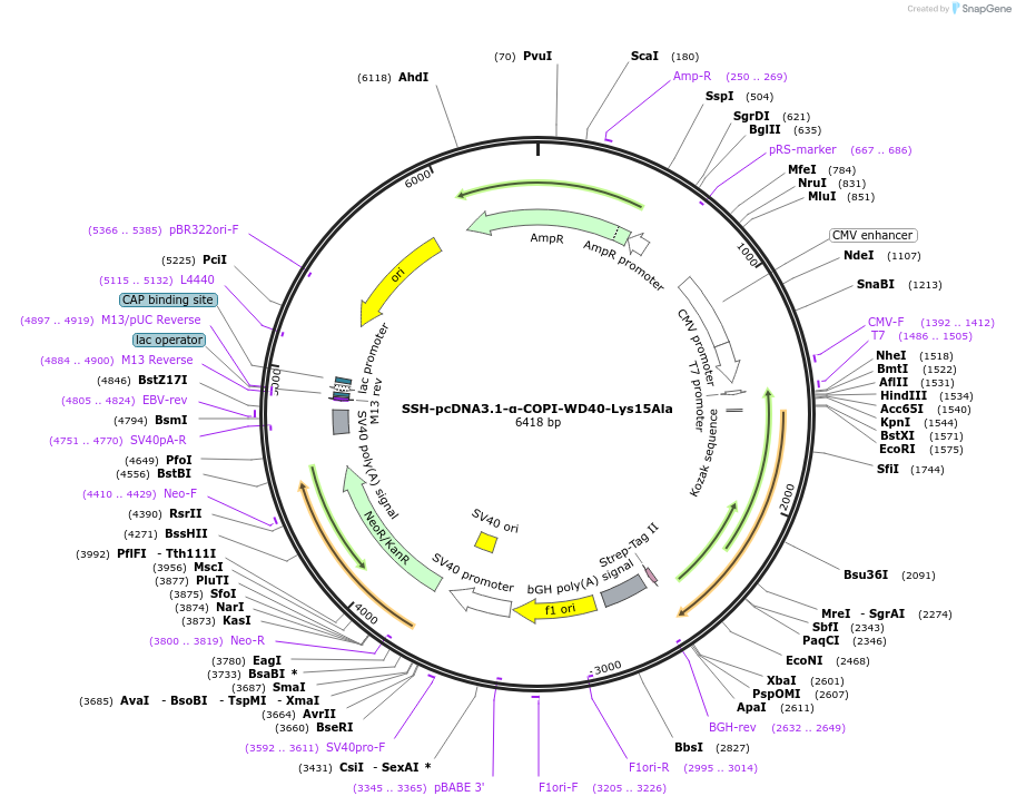 208174-plasmid-map-sequence-id-436200