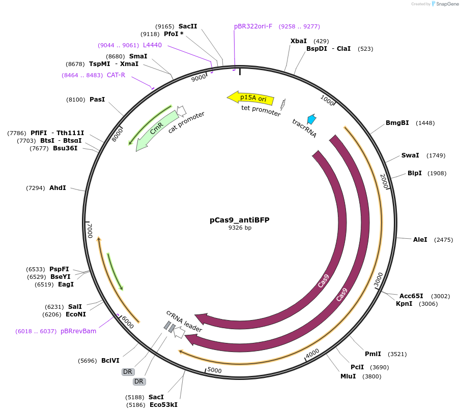 220922-plasmid-map-sequence-id-436286