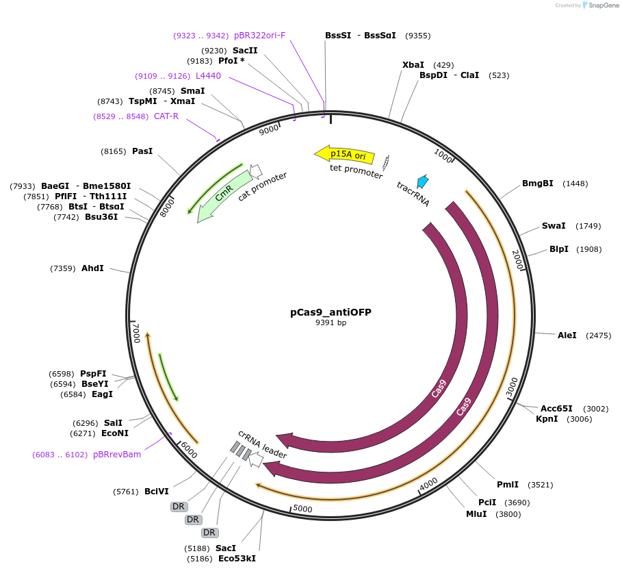 220924-plasmid-map-sequence-id-436287