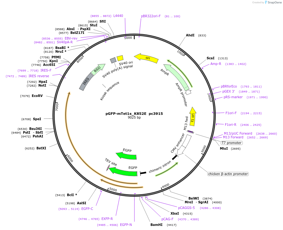 201705-plasmid-map-sequence-id-436288