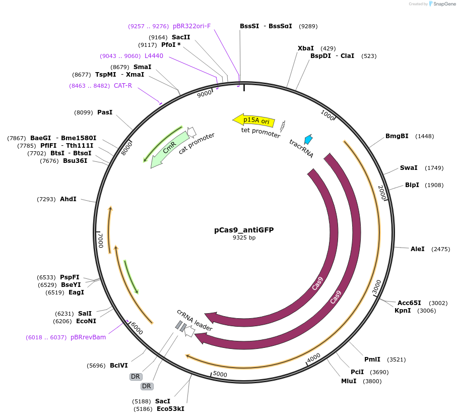220923-plasmid-map-sequence-id-436289