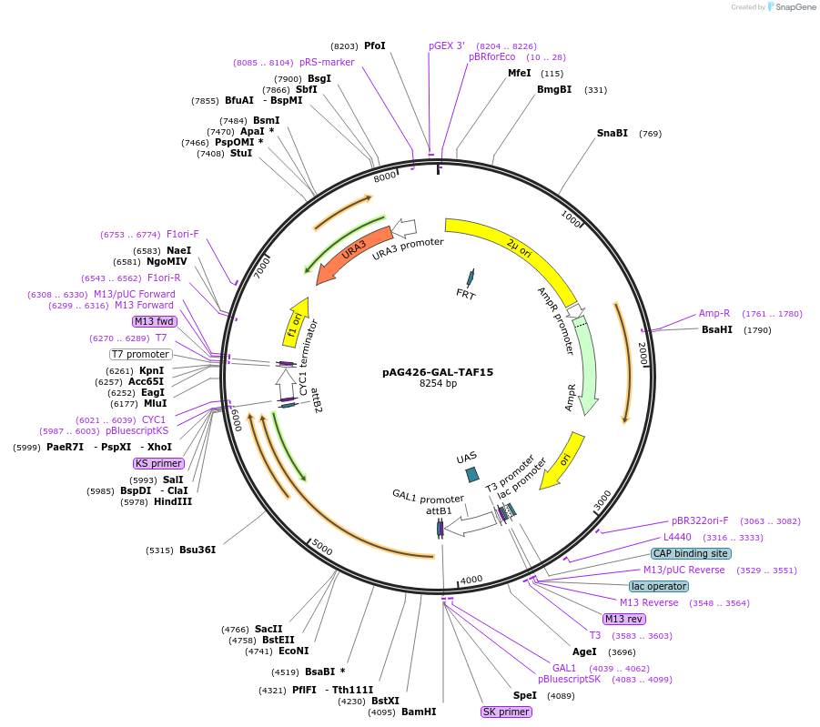 181713-plasmid-map-sequence-id-436302