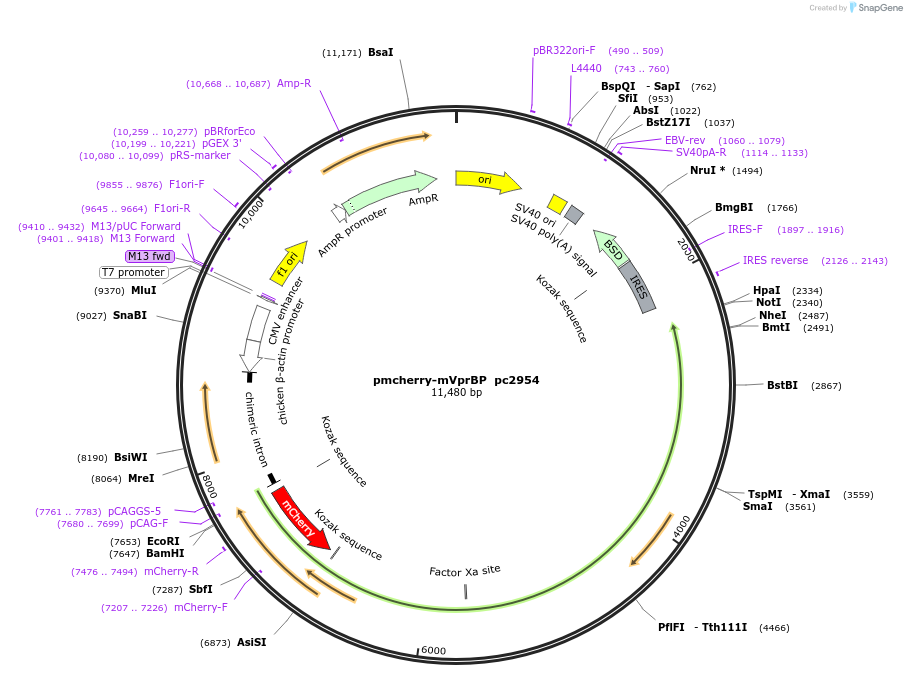 201699-plasmid-map-sequence-id-436303