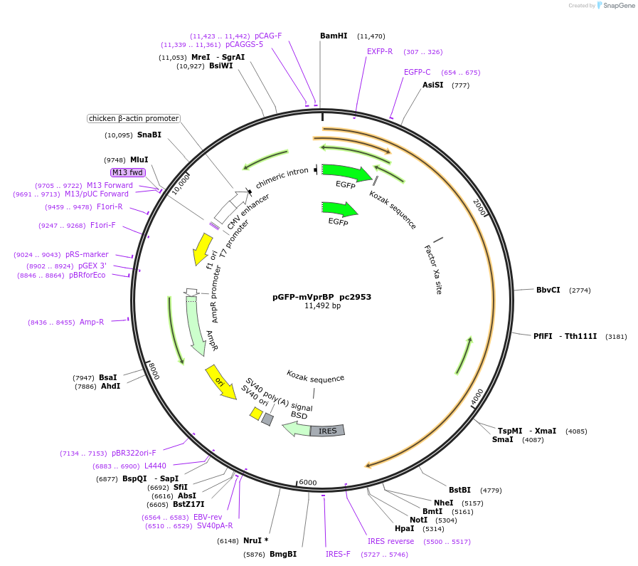 201698-plasmid-map-sequence-id-436314