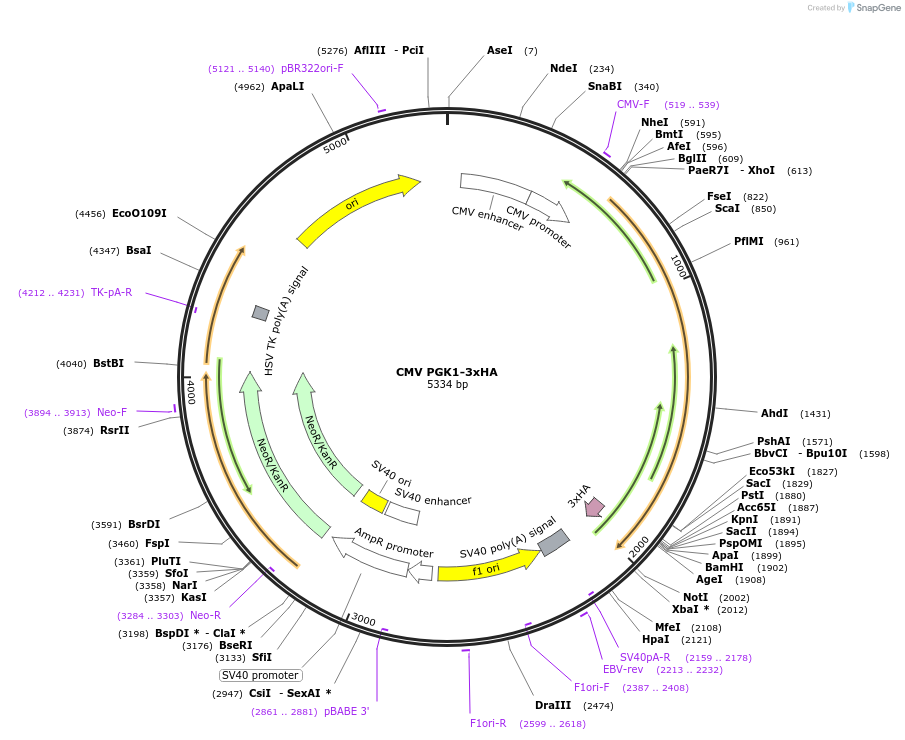 220913-plasmid-map-sequence-id-436349