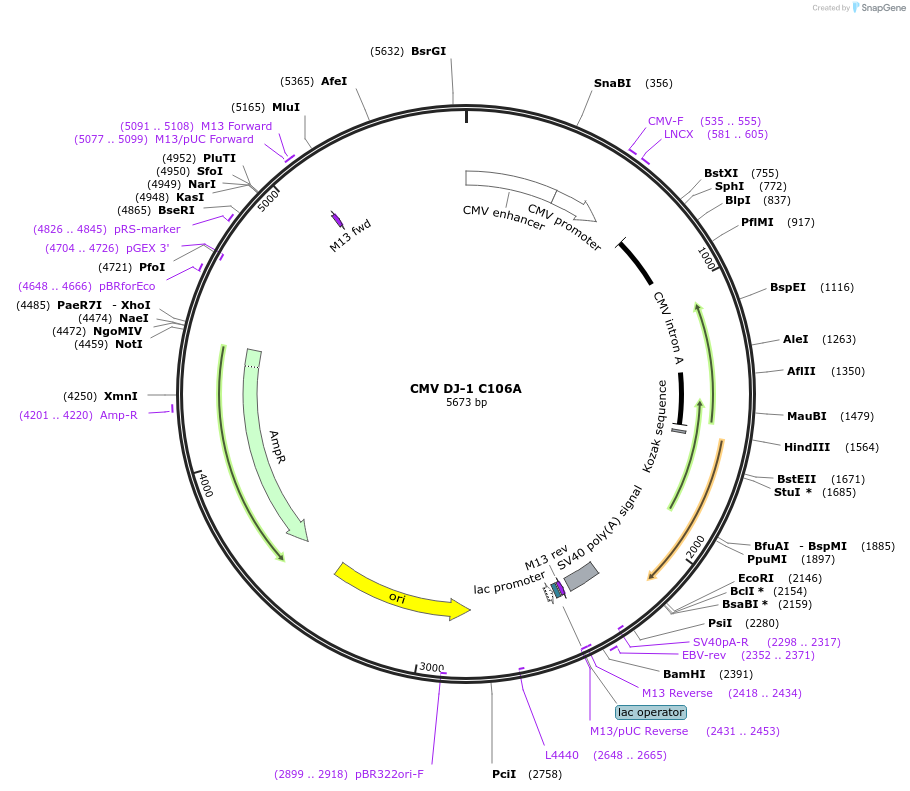 220914-plasmid-map-sequence-id-436350