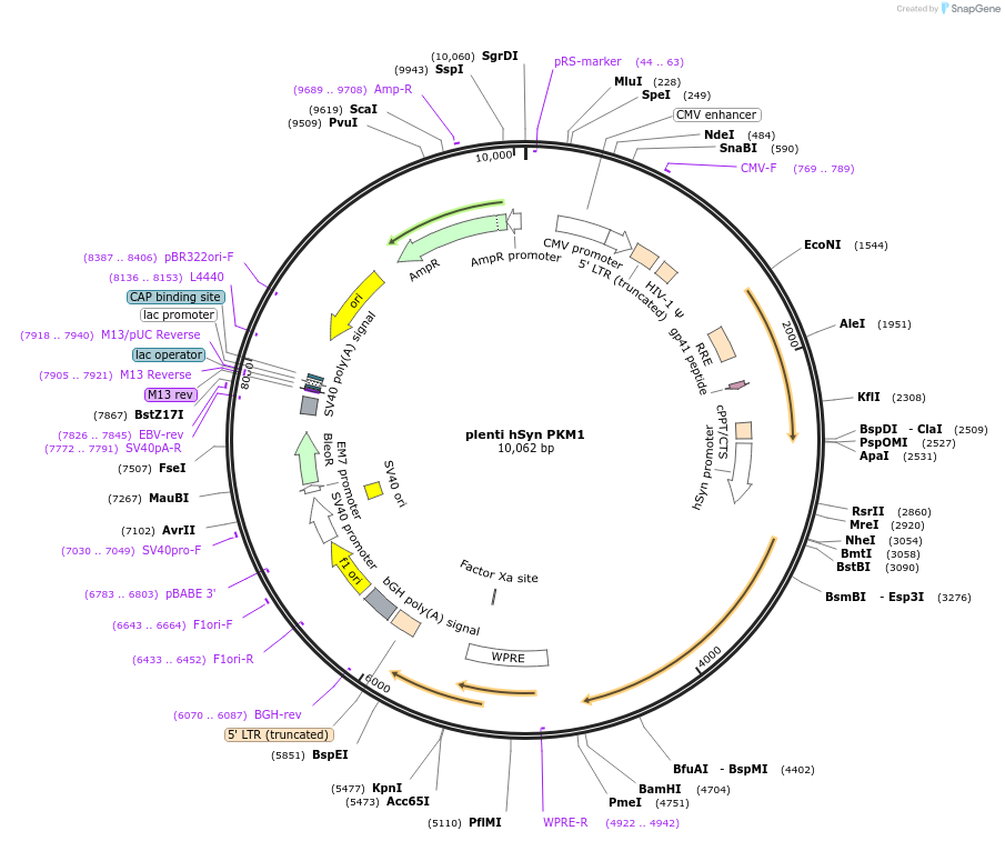 220920-plasmid-map-sequence-id-436370