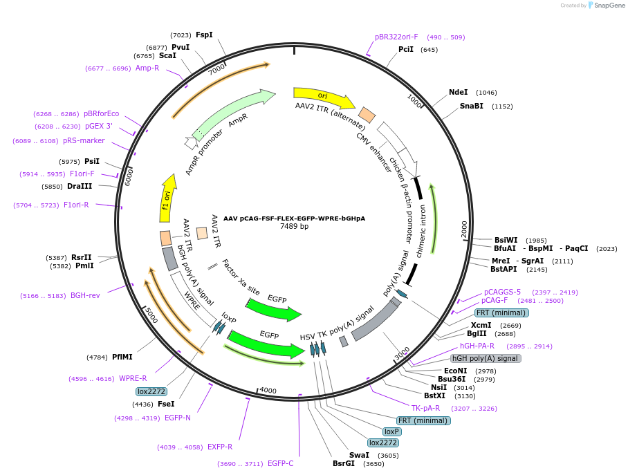 65455-plasmid-map-sequence-id-436382