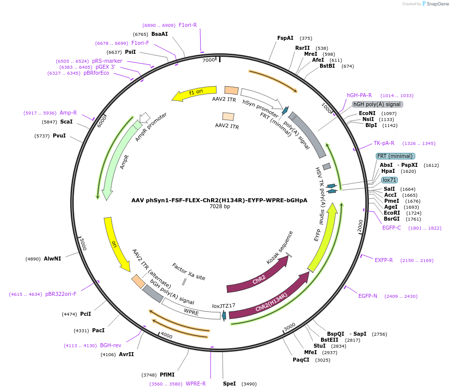 65454-plasmid-map-sequence-id-436383