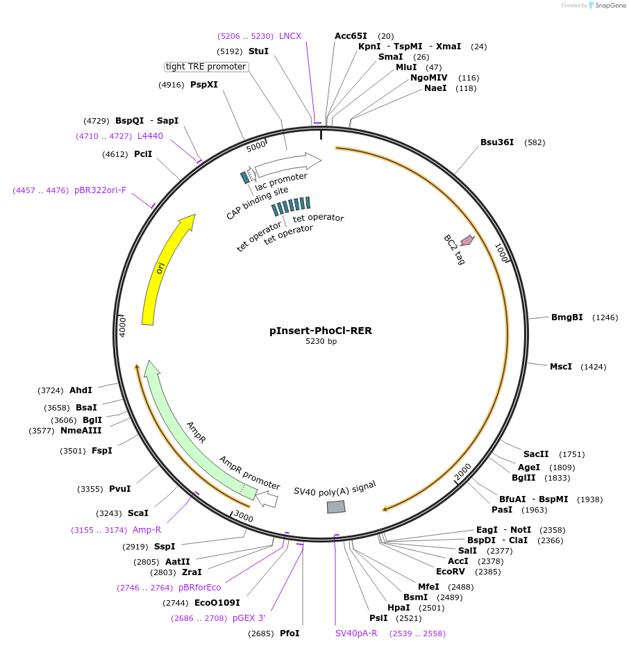 219676-plasmid-map-sequence-id-436396