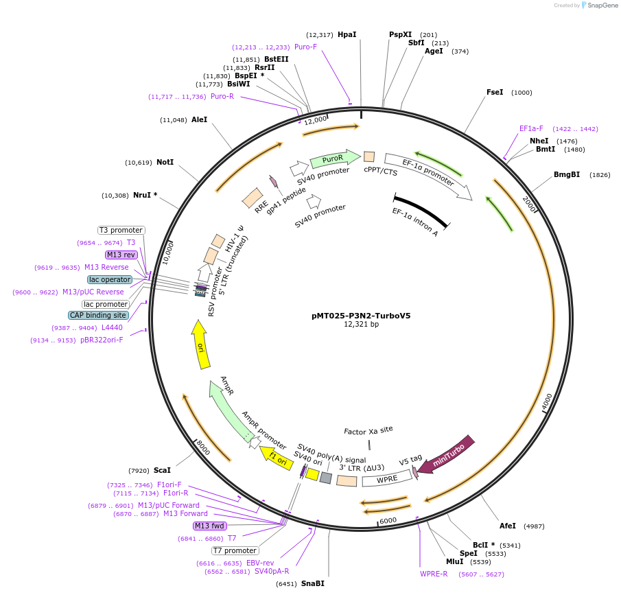 218810-plasmid-map-sequence-id-436398