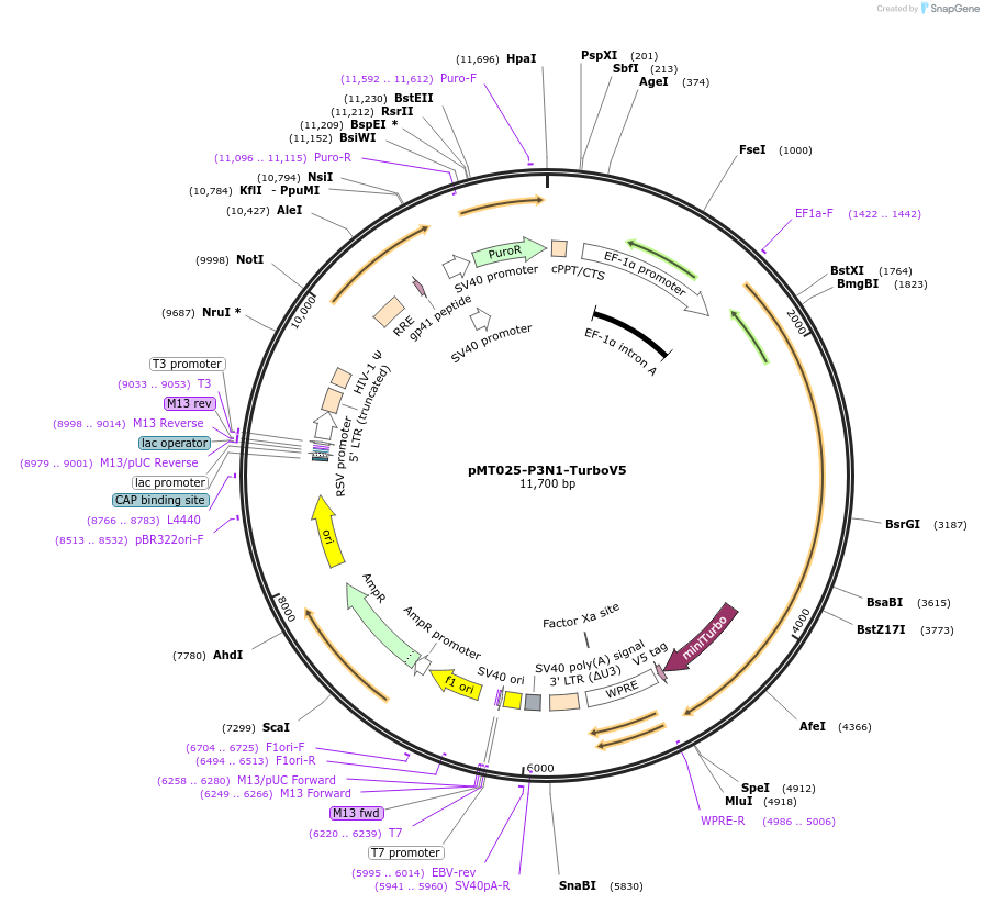 218809-plasmid-map-sequence-id-436403