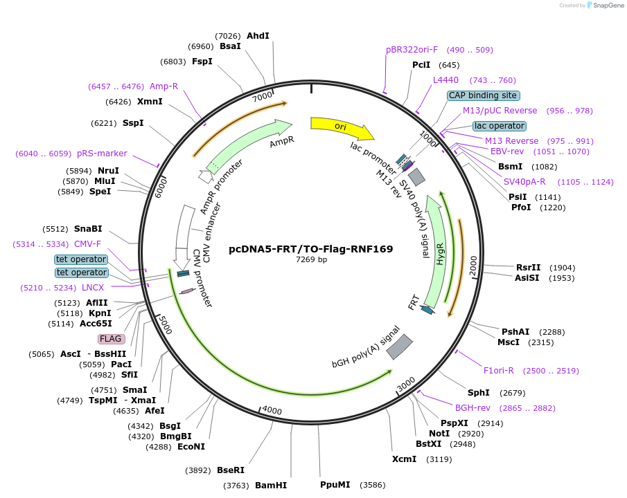 74243-plasmid-map-sequence-id-436411