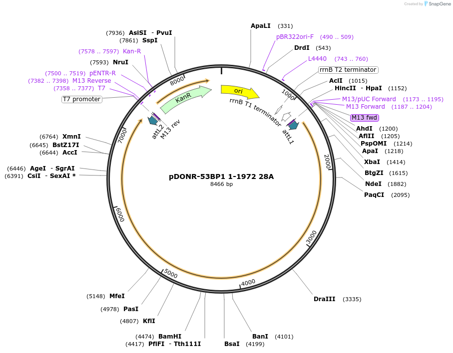 53447-plasmid-map-sequence-id-436414