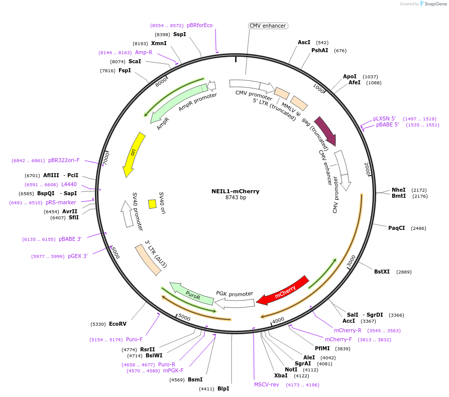 215133-plasmid-map-sequence-id-436473