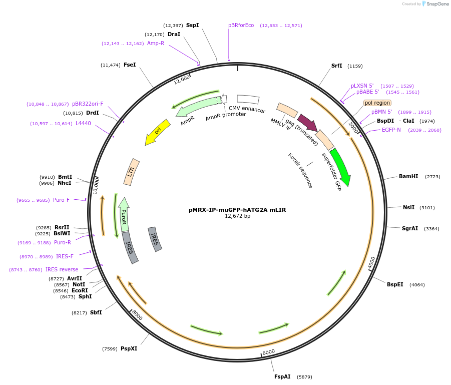215506-plasmid-map-sequence-id-436476