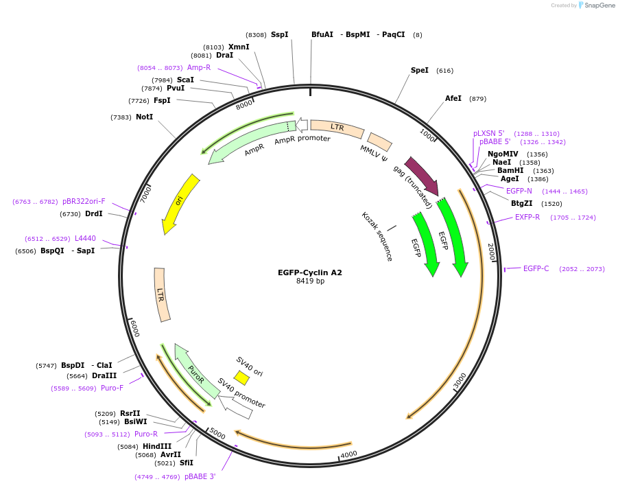 215048-plasmid-map-sequence-id-436482