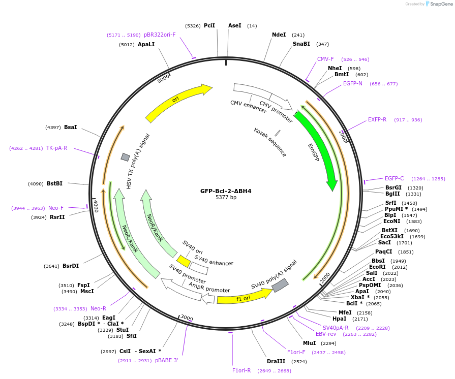 220300-plasmid-map-sequence-id-436484