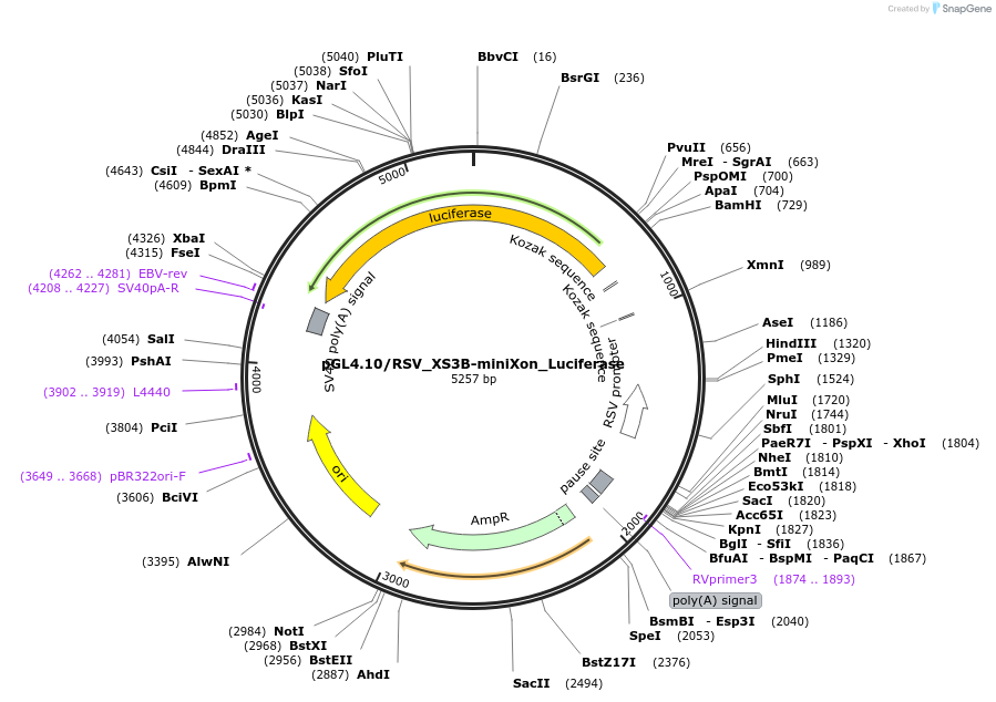 217302-plasmid-map-sequence-id-436485