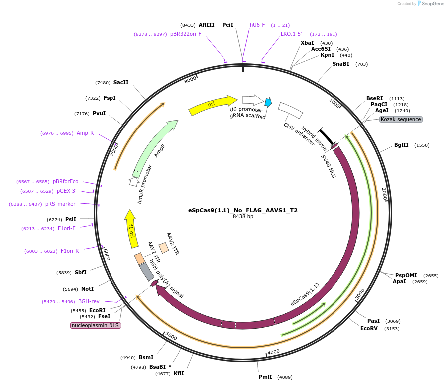 79888-plasmid-map-sequence-id-436487