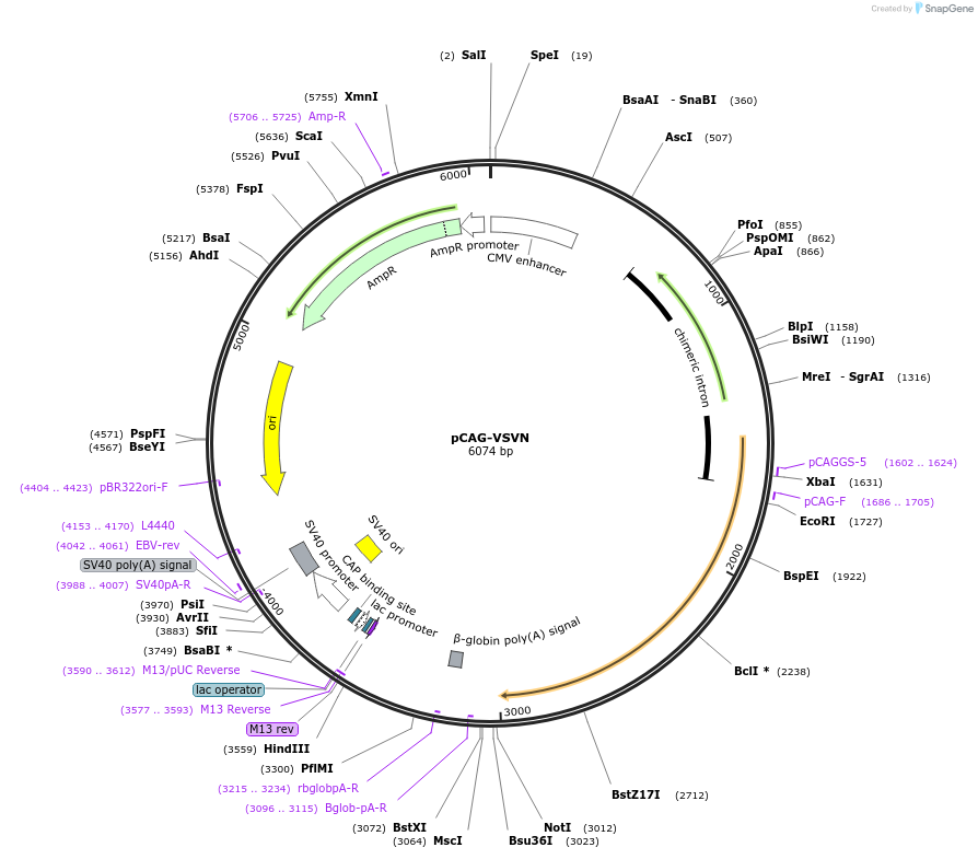 64087-plasmid-map-sequence-id-436491