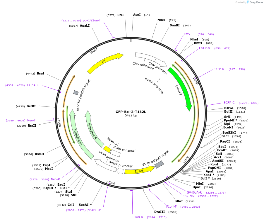220303-plasmid-map-sequence-id-436519