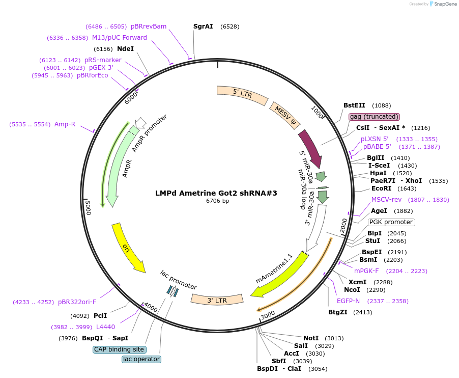 220593-plasmid-map-sequence-id-436521