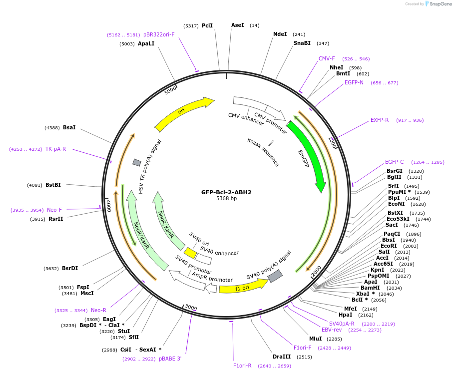 220298-plasmid-map-sequence-id-436522