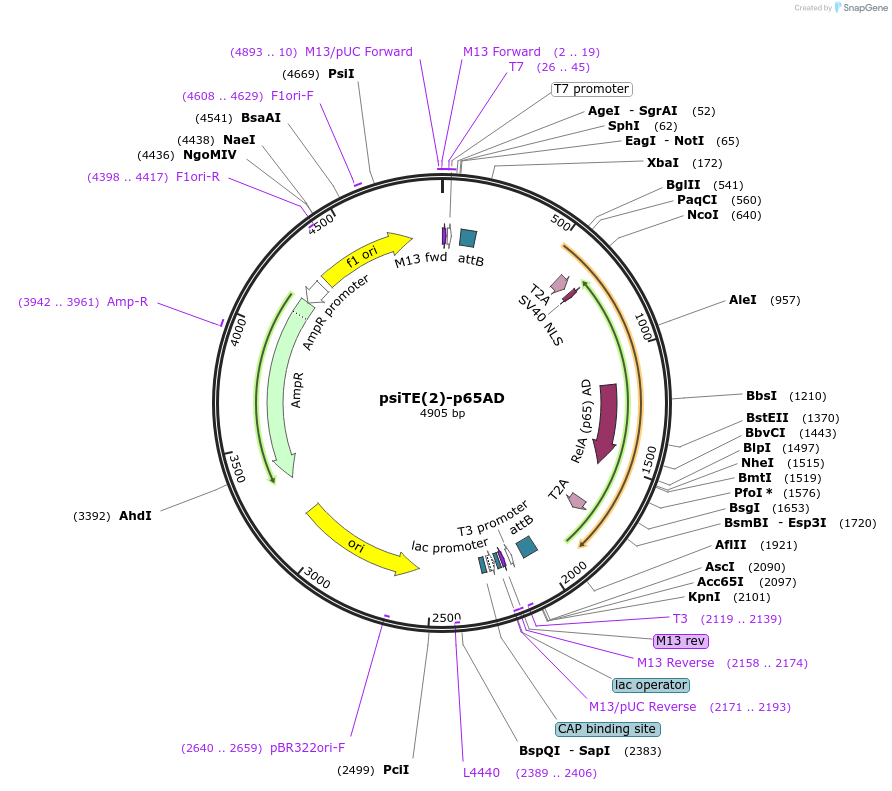 220457-plasmid-map-sequence-id-436528