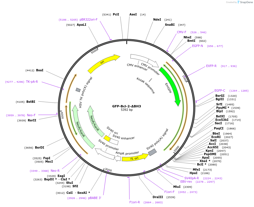 220299-plasmid-map-sequence-id-436532