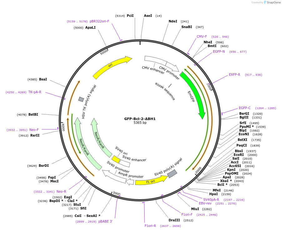 220297-plasmid-map-sequence-id-436536