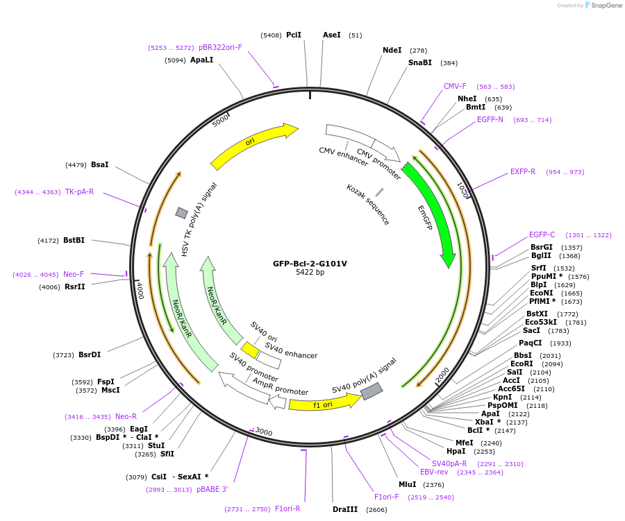 220295-plasmid-map-sequence-id-436539