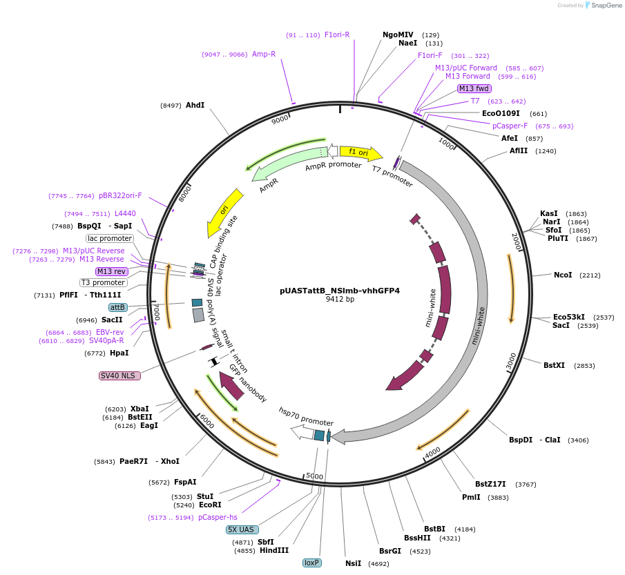 35577-plasmid-map-sequence-id-43654