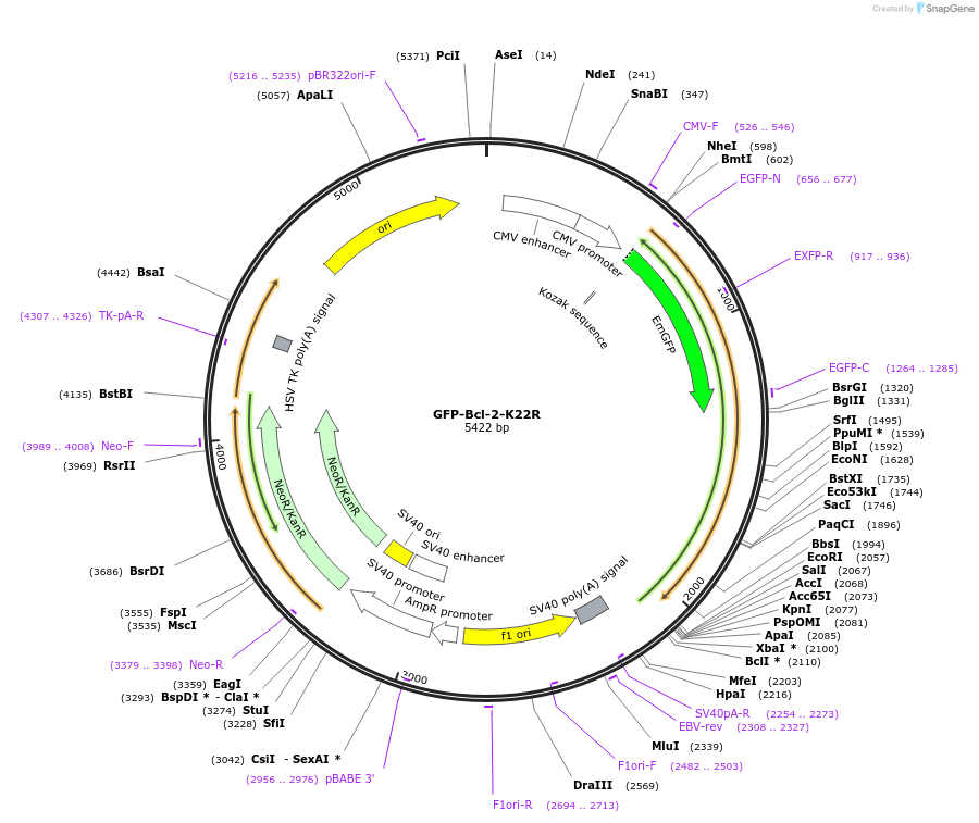 220293-plasmid-map-sequence-id-436540
