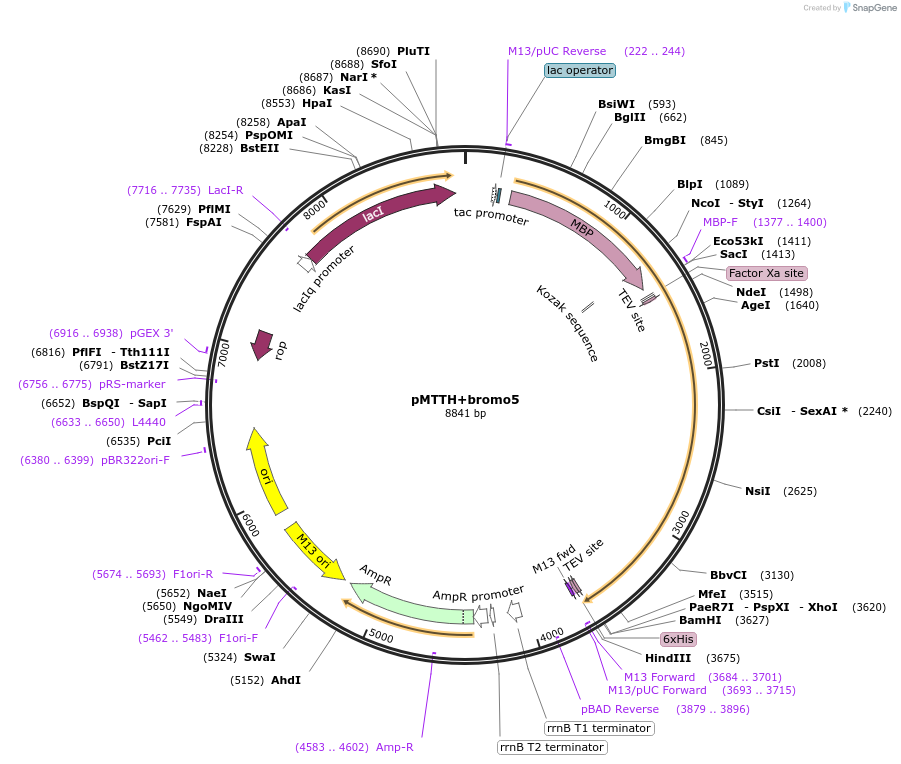 157803-plasmid-map-sequence-id-436541