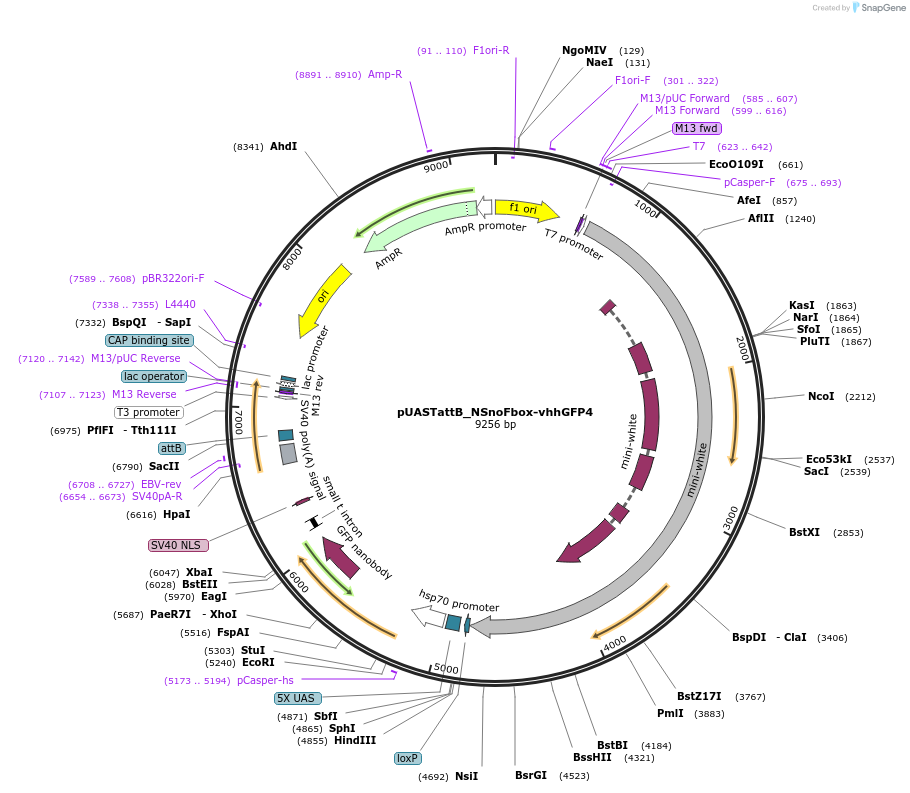 35578-plasmid-map-sequence-id-43655