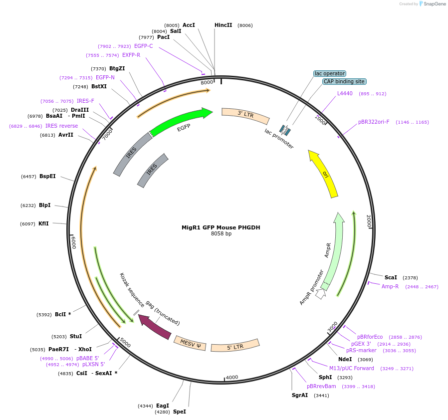 220591-plasmid-map-sequence-id-436554