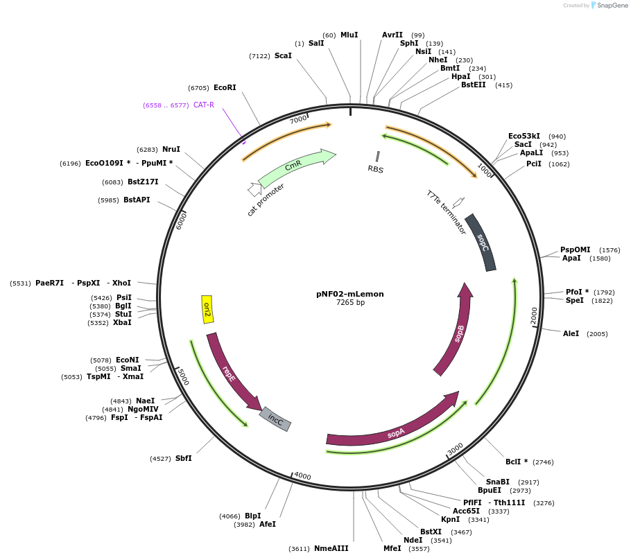 219399-plasmid-map-sequence-id-436555
