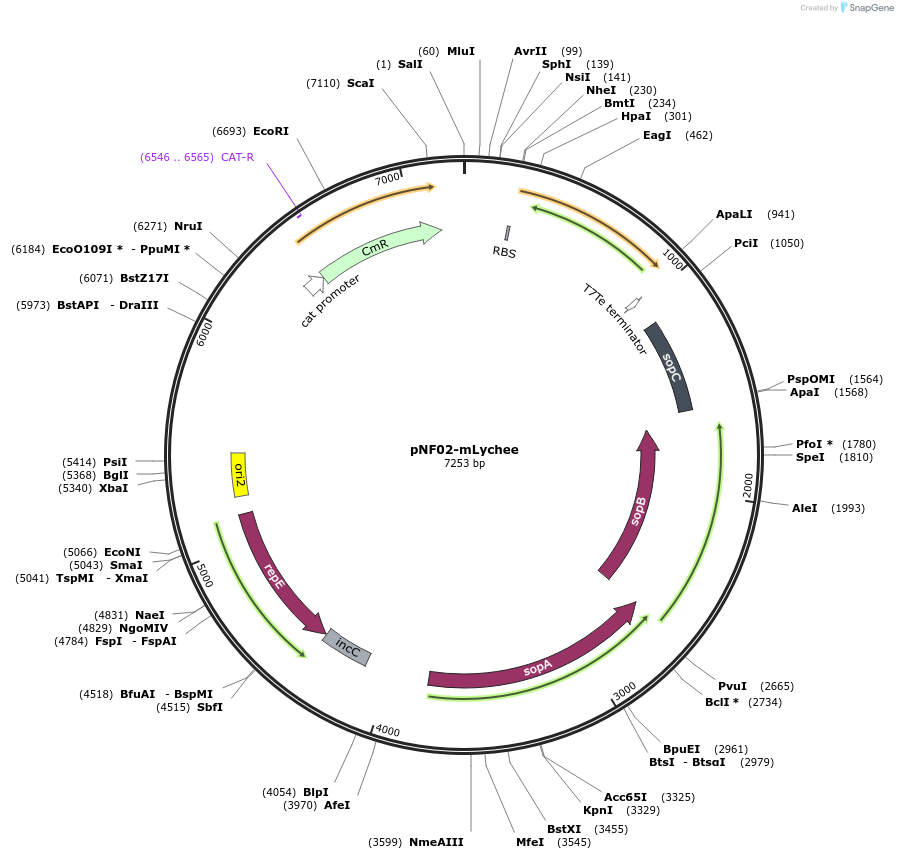 219400-plasmid-map-sequence-id-436563
