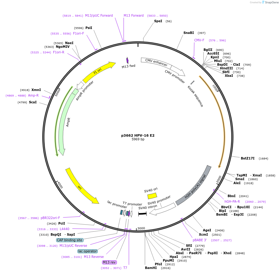 22457-plasmid-map-sequence-id-436568