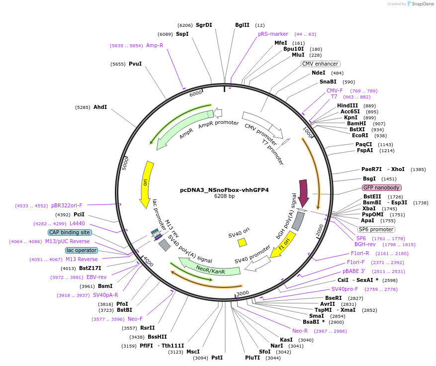 35580-plasmid-map-sequence-id-43657