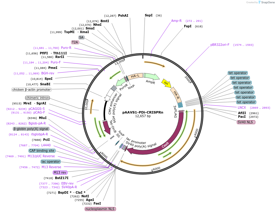 73500-plasmid-map-sequence-id-436575