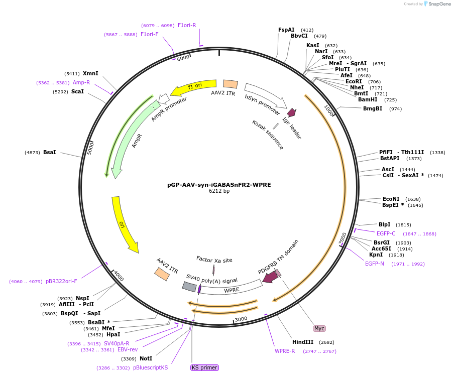 218874-plasmid-map-sequence-id-436585