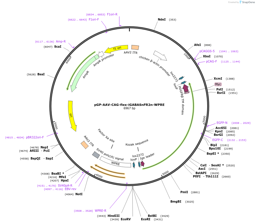 218881-plasmid-map-sequence-id-436607