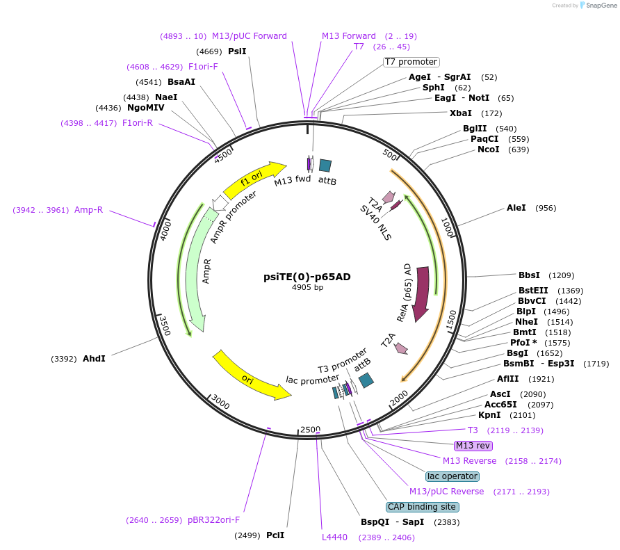 220455-plasmid-map-sequence-id-436651