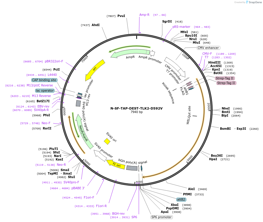 218835-plasmid-map-sequence-id-436652